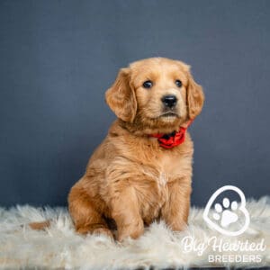 Mini Golden puppy with a red flower