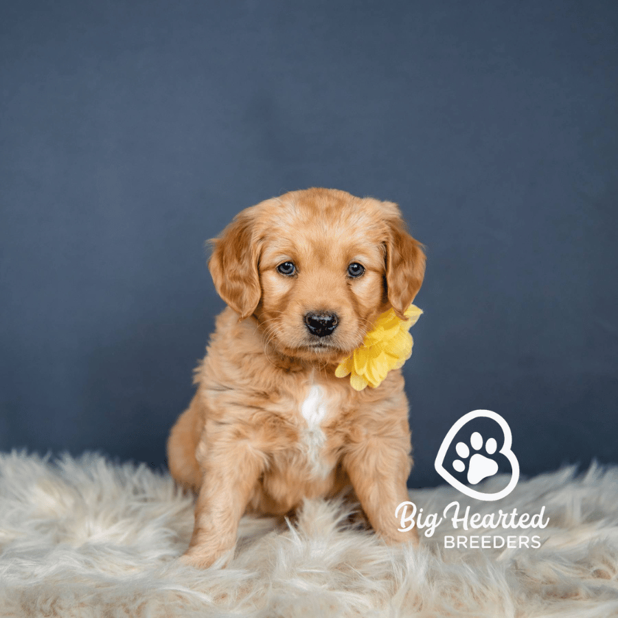 Star, Mini Golden Retriever Puppy, Big Hearted Breeders