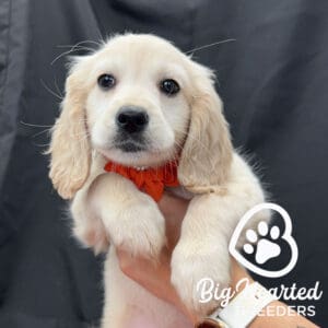 Mini golden retriever puppy, perfect for introducing your dog to a baby