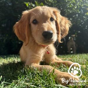 Mini Golden Retriever at Big Hearted Breeders