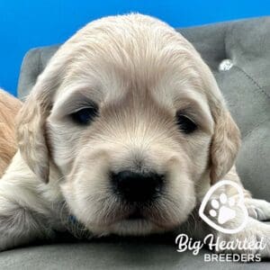 Mini Golden puppy, perfect for introducing your dog to a baby