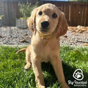 Mini Golden at Big Hearted Breeders