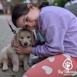 Young girl hugging a mini Golden retriever puppy on a leash