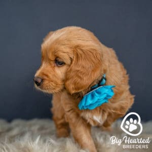 Natural puppy nutrition at Big Hearted Breeders