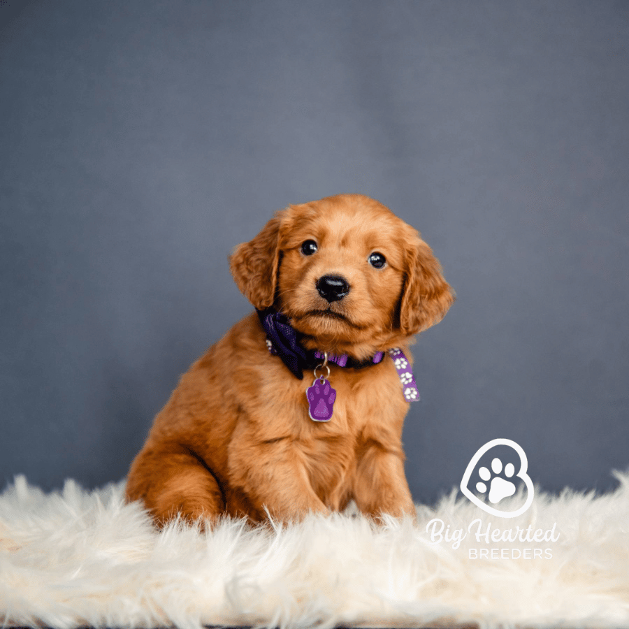 Abu- Purple Abu, Mini Golden Retriever Puppy, Big Hearted Breeders