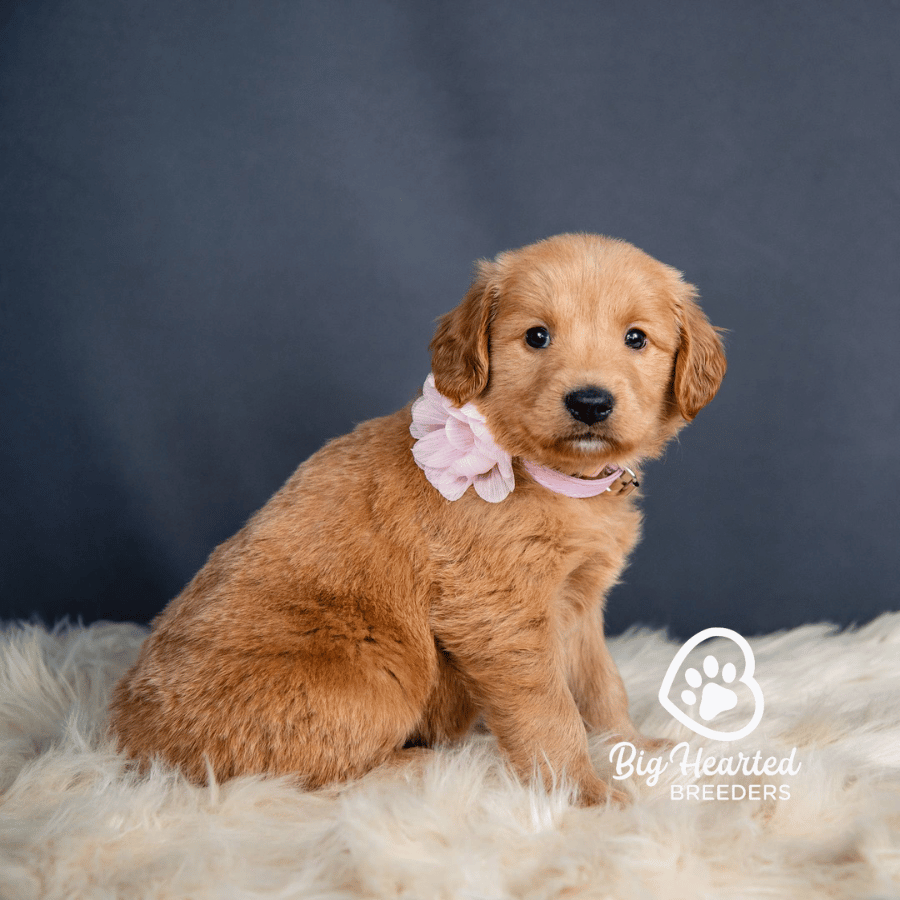 Aurora-pink Aurora, Mini Golden Retriever Puppy, Big Hearted Breeders