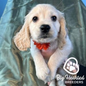 Mini Golden puppy with a red flower around his neck