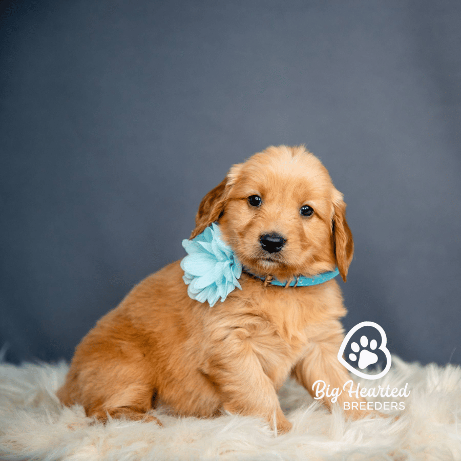 Cinderella-blue Cinderella, Mini Golden Retriever Puppy, Big Hearted Breeders