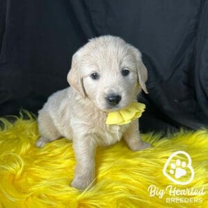 Mini Golden with good dental health at Big Hearted Breeders