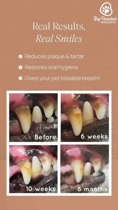 dog dental care real results 