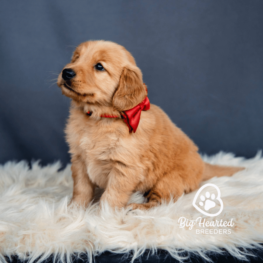 Jaq- Red Jaq, Mini Golden Retriever Puppy, Big Hearted Breeders