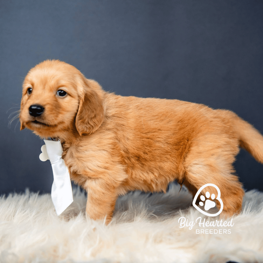 Louis-White Louis, Mini Golden Retriever Puppy, Big Hearted Breeders