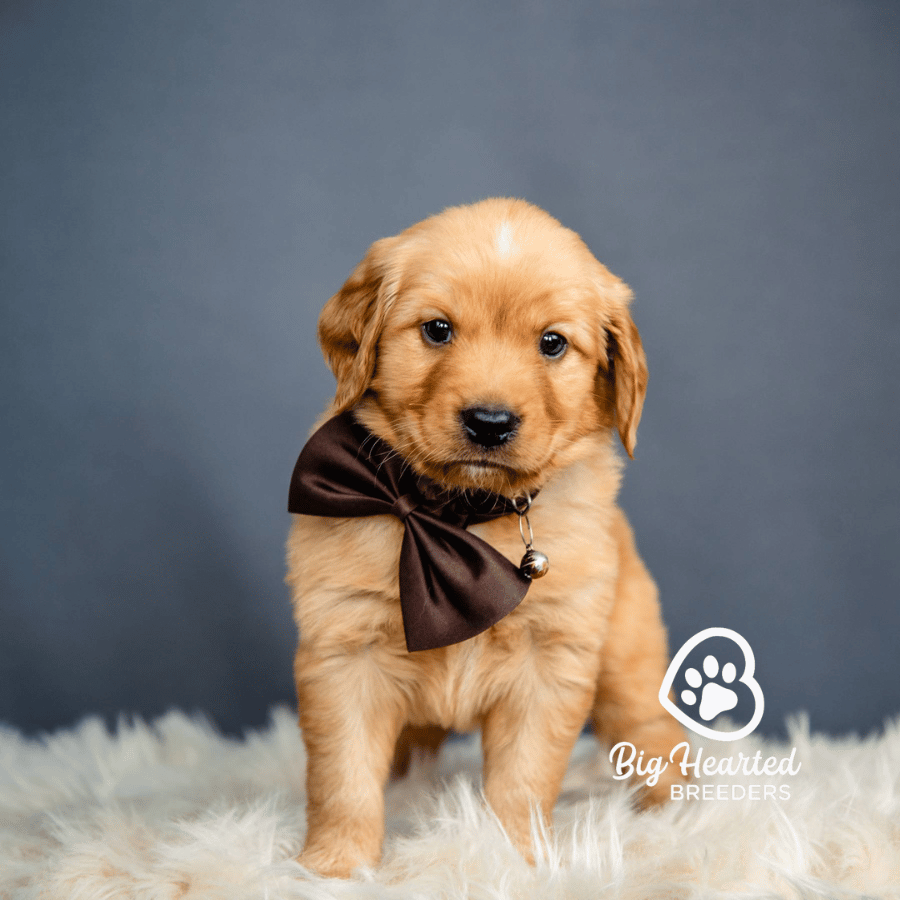 Maximus-brown Maximus, Mini Golden Retriever Puppy, Big Hearted Breeders