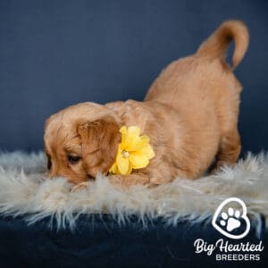 Small Golden Retriever puppy wearing a yellow flower