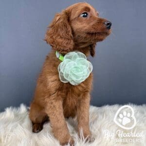 Small Golden Retriever wearing a green flower around his neck