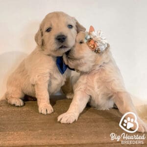 Two mini Golden Retrievr puppies