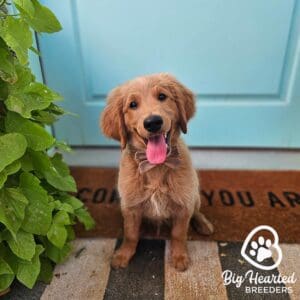 Mini Golden Retriever sitting in front of a front door