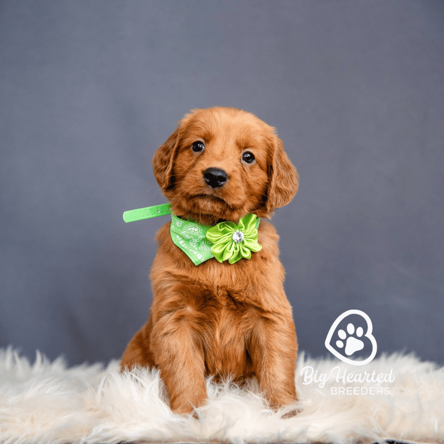 Tiana-Green Tiana, Mini Golden Retriever Puppy, Big Hearted Breeders