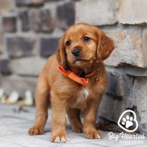 Mini Golden Retriever puppy at Big Hearted Breeders