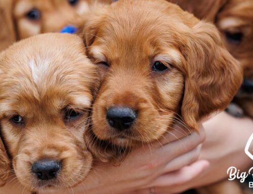 Are Bananas Good for Dogs? Let’s Peel Back the Truth