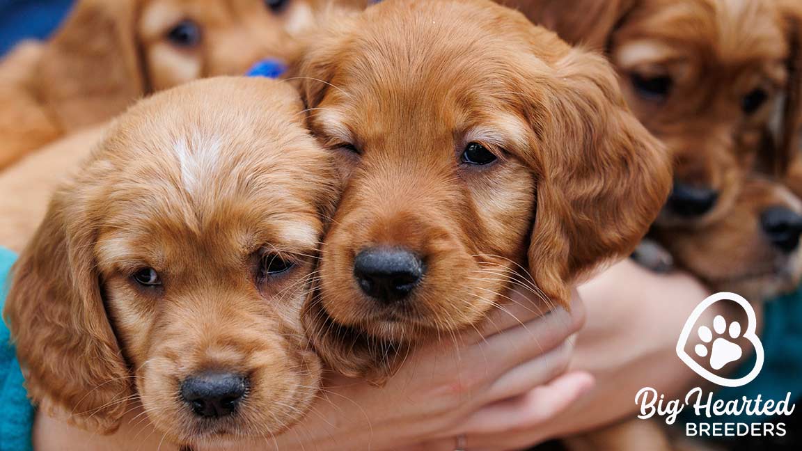 Are Bananas Good for Dogs? Mini Golden puppies