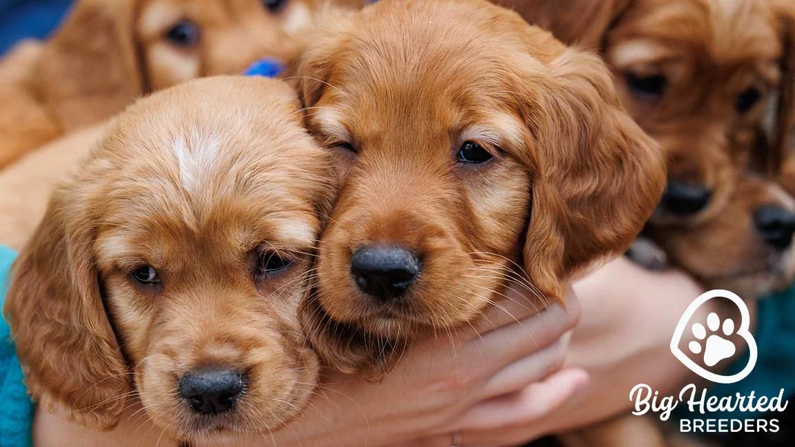 Are Bananas Good for Dogs? Mini Golden puppies