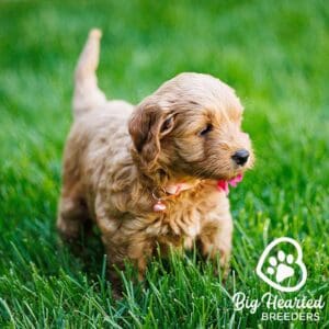 Mini Golden Retriever running in the grass