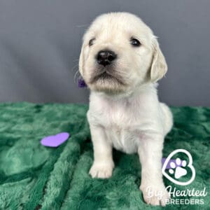 Puppy with his own types of dog barks