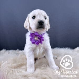 Mini Golden puppy with a purple flower