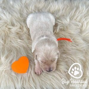 Newborn mini Golden puppy