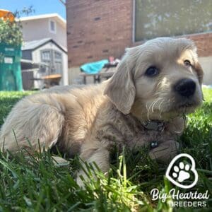 Mini Golden puppy at Big Hearted Breeders