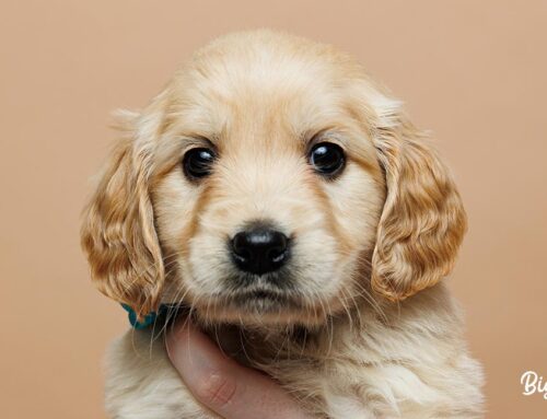 The Ultimate Guide to Using Essential Oils Around Your Mini Golden Retriever