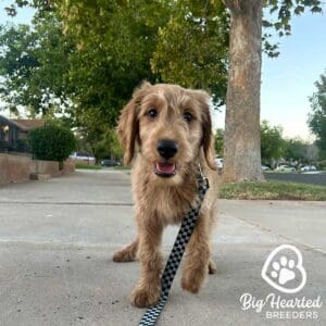 Mini Golden Retriever of normal weight