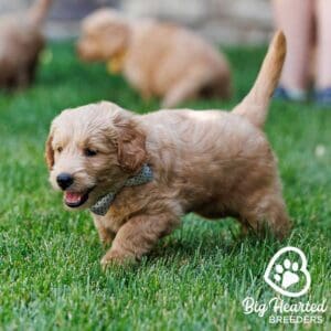 Mini Golden puppy running in the grass