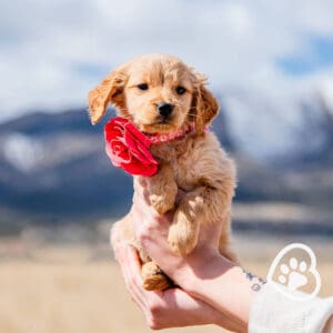 Mini Golden owner holding her puppy, happy after answerig her question 
