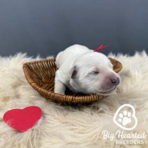 Mini Golden pup in a heart-shaped basket