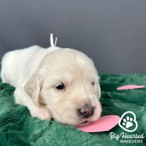 Mini Golden Retriever puppy 
