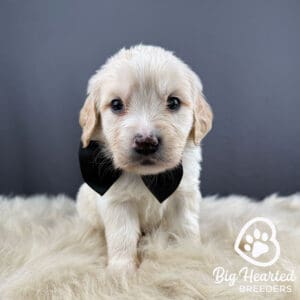 Puppy with a black bowtie