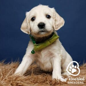 Mini Golden Retriever for sale at Big Hearted Breeders