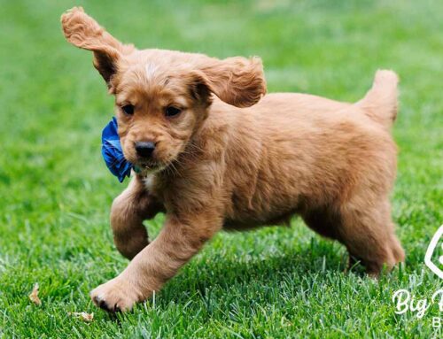 Is Coconut Oil Good for Dogs? A Spoonful of Facts and Fur