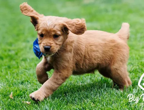 Is Coconut Oil Good for Dogs? A Spoonful of Facts and Fur