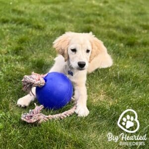 Dog playing in the grass with a blue ball