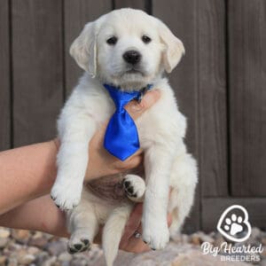 Mini Golden Retriever with a blue tie
