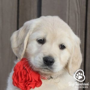 Close up on the face of a mini golden retriever with a red flower