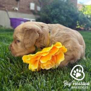 Mini Golden Retriever puppy with a yellow flower