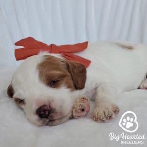 Mini Goldem puppy sleeping