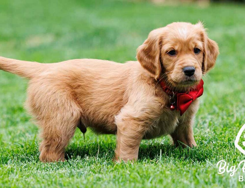 Are Mini Golden Retrievers Hypoallergenic? - Chocolate Health Risks For Golden Retrievers