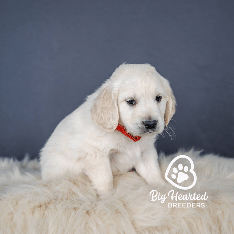 Calcifer Calcifer, Mini Golden Retriever Puppy, Big Hearted Breeders