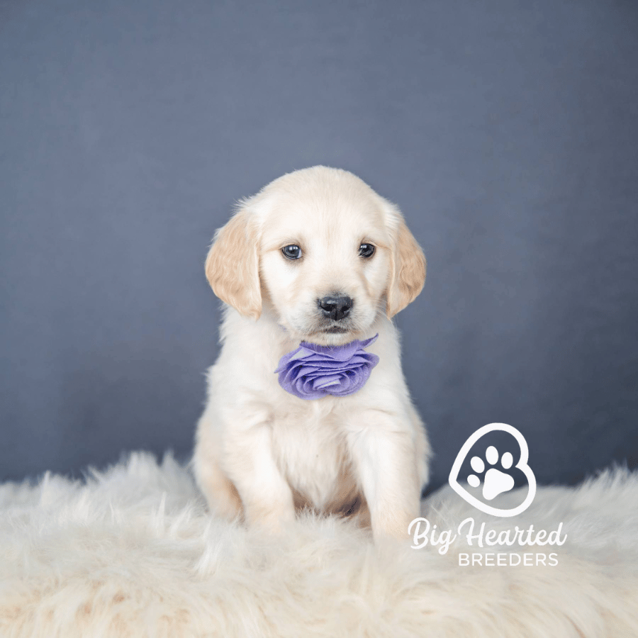 Chihiro Chihiro, Mini Golden Retriever Puppy, Big Hearted Breeders