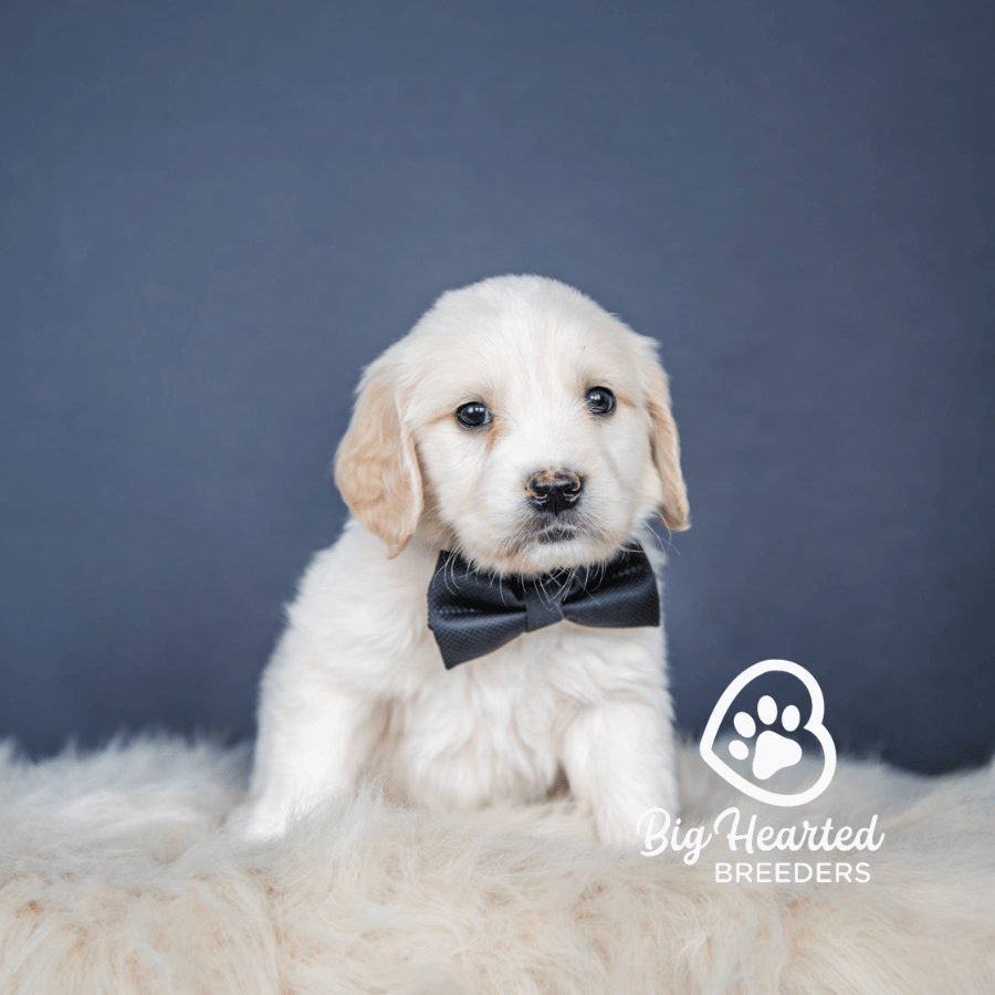 Haku Haku, Mini Golden Retriever Puppy, Big Hearted Breeders